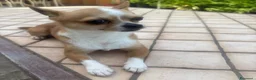 Chihuahua cani per accoppiamento: Cane chihuahua disponibile per monta a Provincia di Catanzaro - Annuncio 4