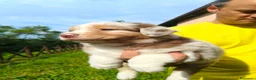 Australian Shepherd cani in vendita: Cuccioli Australian Shepherd con pedigree  - Annuncio 6