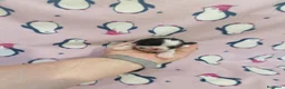 Shih Tzu cani in vendita: Shih Tzu cuccioli - Annuncio 3