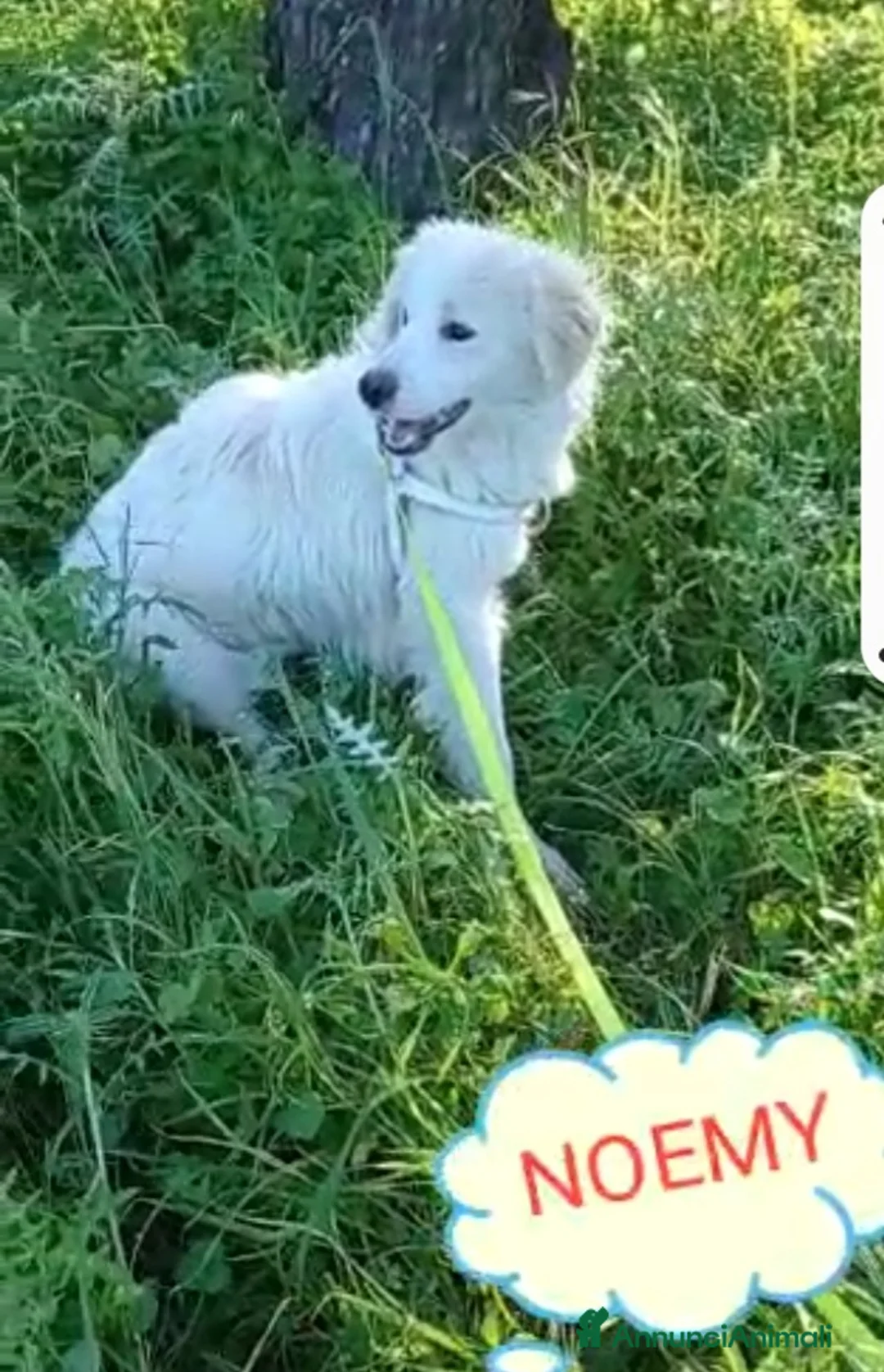 Meticcio cani in regalo: Fratello/sorella 4anni belli e buoni,CALABRIA HELP a Città metropolitana di Milano - Annuncio 7