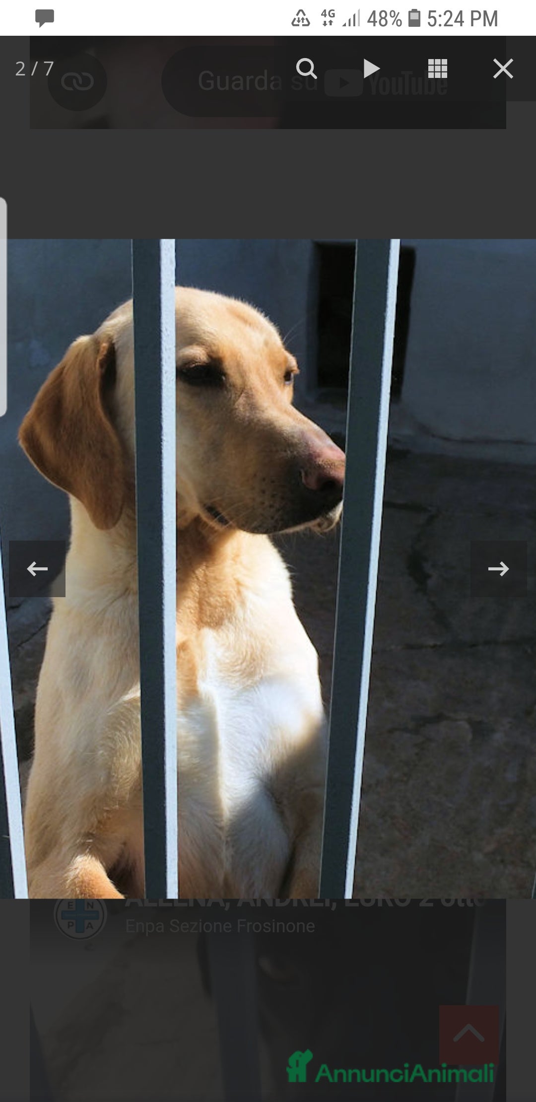 Labrador cani in regalo: ADOZ.DEL CUORE:Andrei,8a abbandonato e investito - Annuncio 4