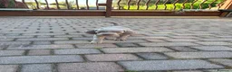Weimaraner cani in vendita: Cuccioli Weimaraner  - Annuncio 27