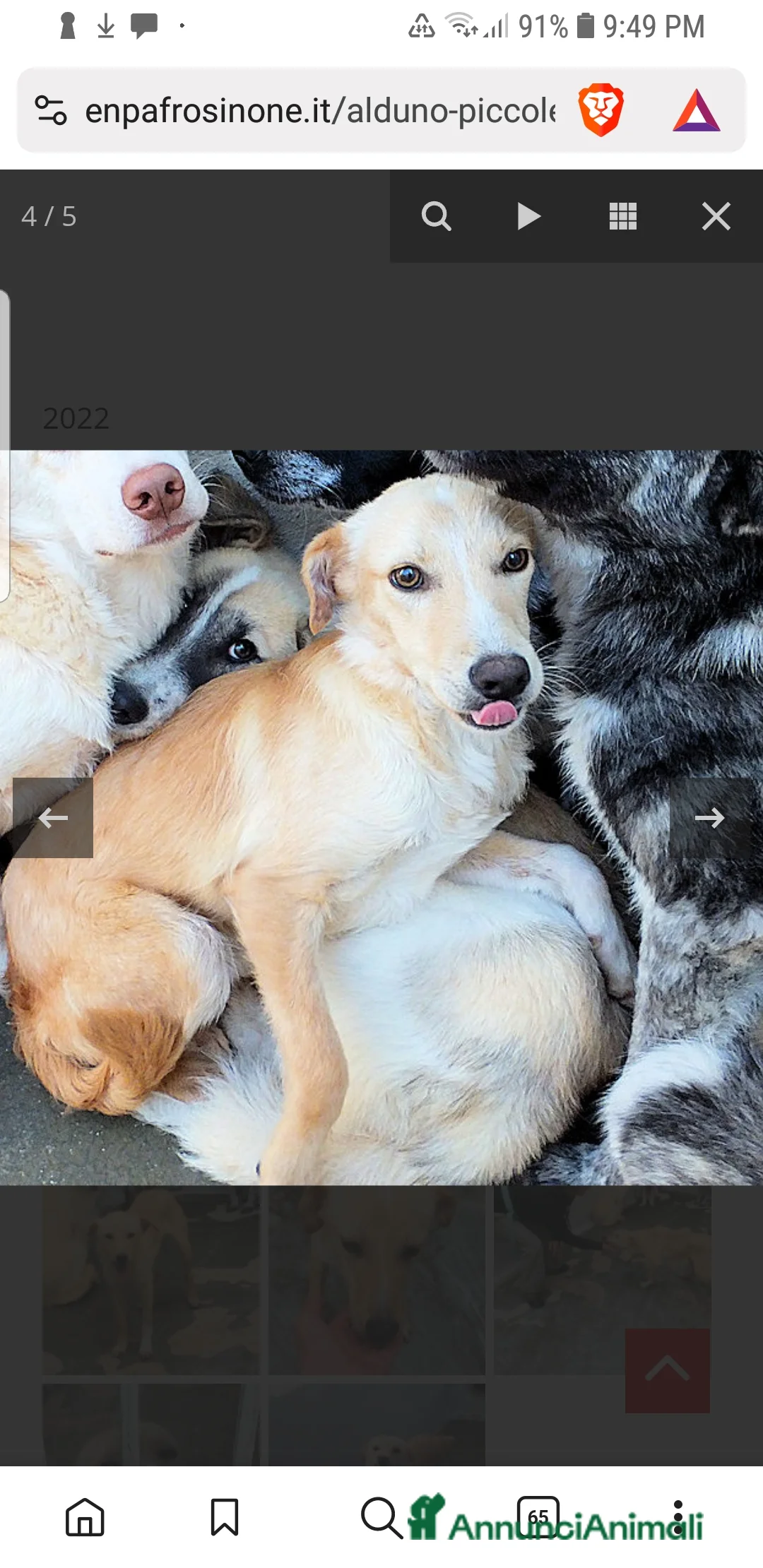 Meticcio cani in regalo: ADOZ.delcuore:Aldino, piccolo,dolce in canileda 3a - Annuncio 3