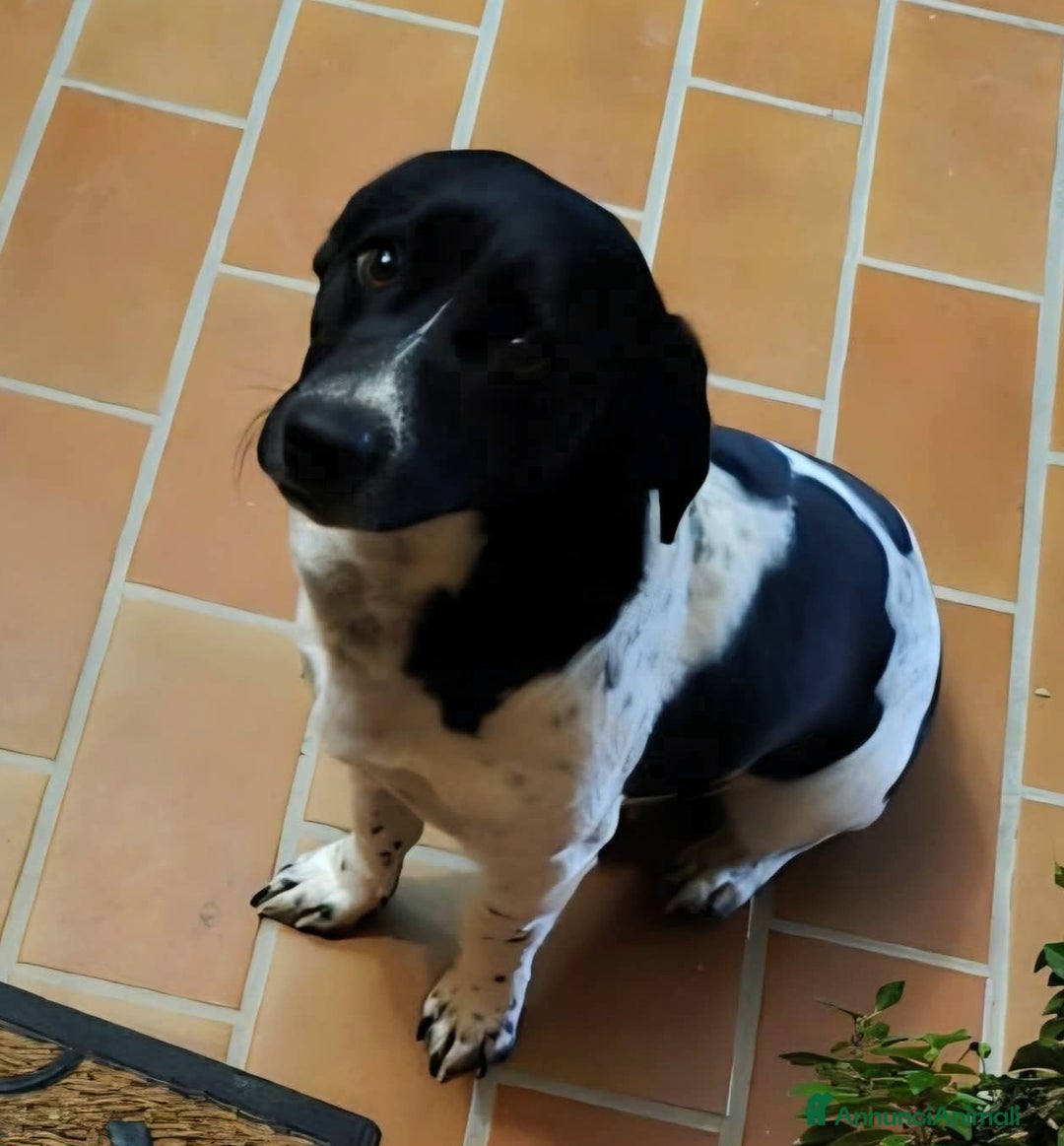 Meticcio cani in regalo: Galileo 1 anno taglia piccola  - Annuncio 4