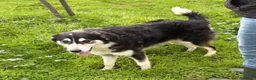 Meticcio cani in regalo: BRETZEL 🩷 era pronta a partire a Provincia di Novara - Annuncio 4