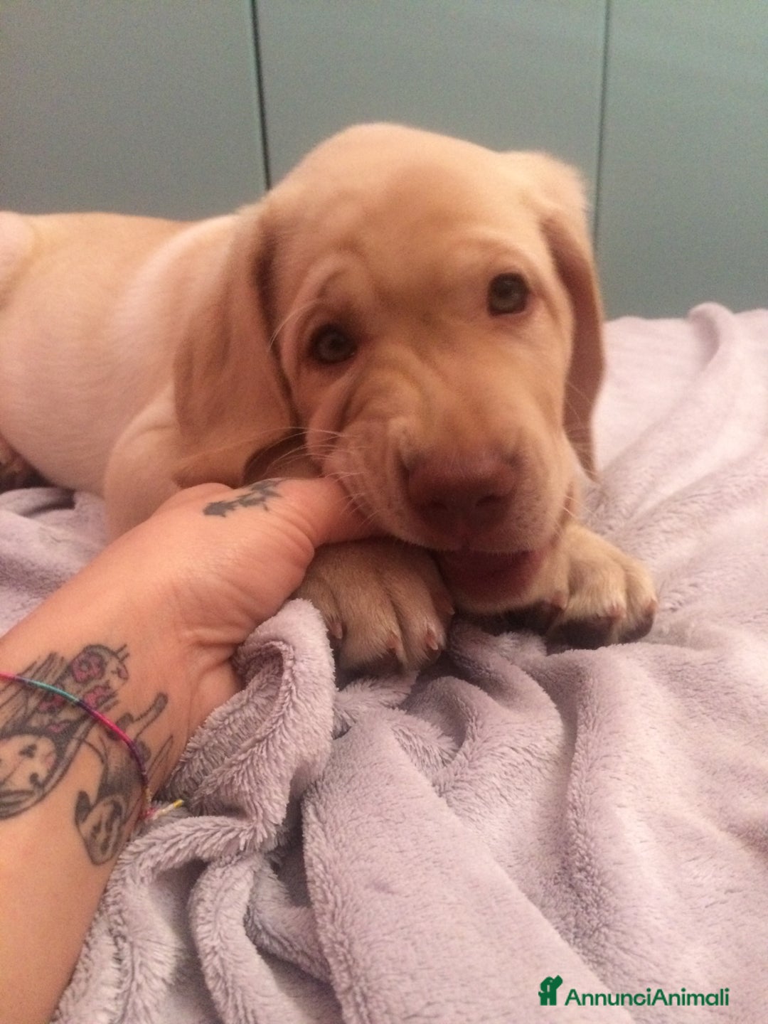 Labrador cani per accoppiamento: Seven cerca fidanzata.🐾🩵 - Annuncio 11