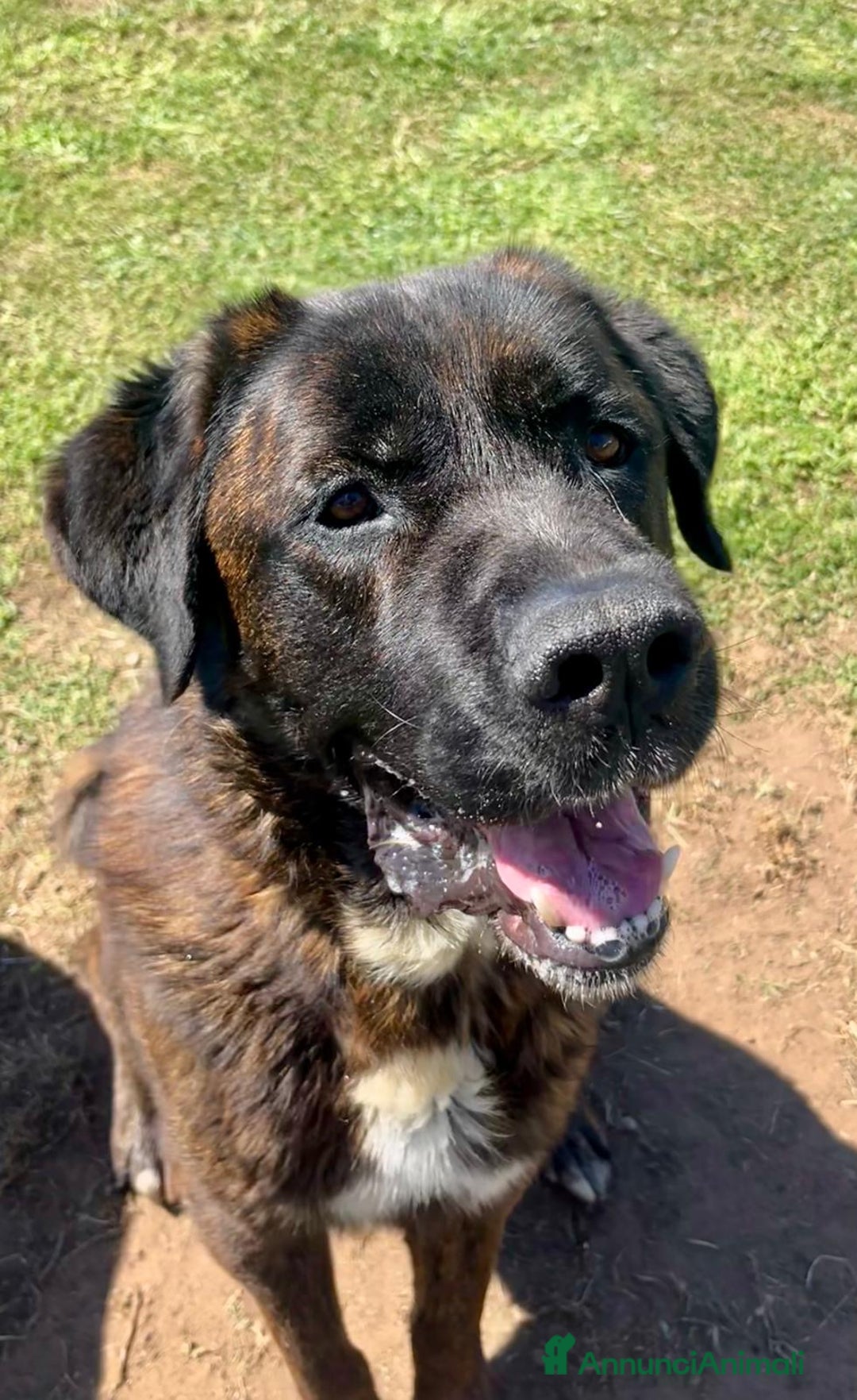 Meticcio cani in regalo: Canile montalto di castro (vt) - Annuncio 1