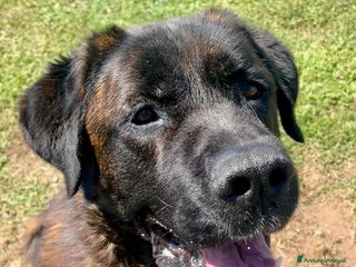 Meticcio cani Canile montalto di castro (vt) - Annuncio 13