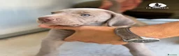 Weimaraner cani in vendita: 🐾 CUCCIOLI DI WEIMARANER — DISPONIBILI 🐾 a Città metropolitana di Roma Capitale - Annuncio 6