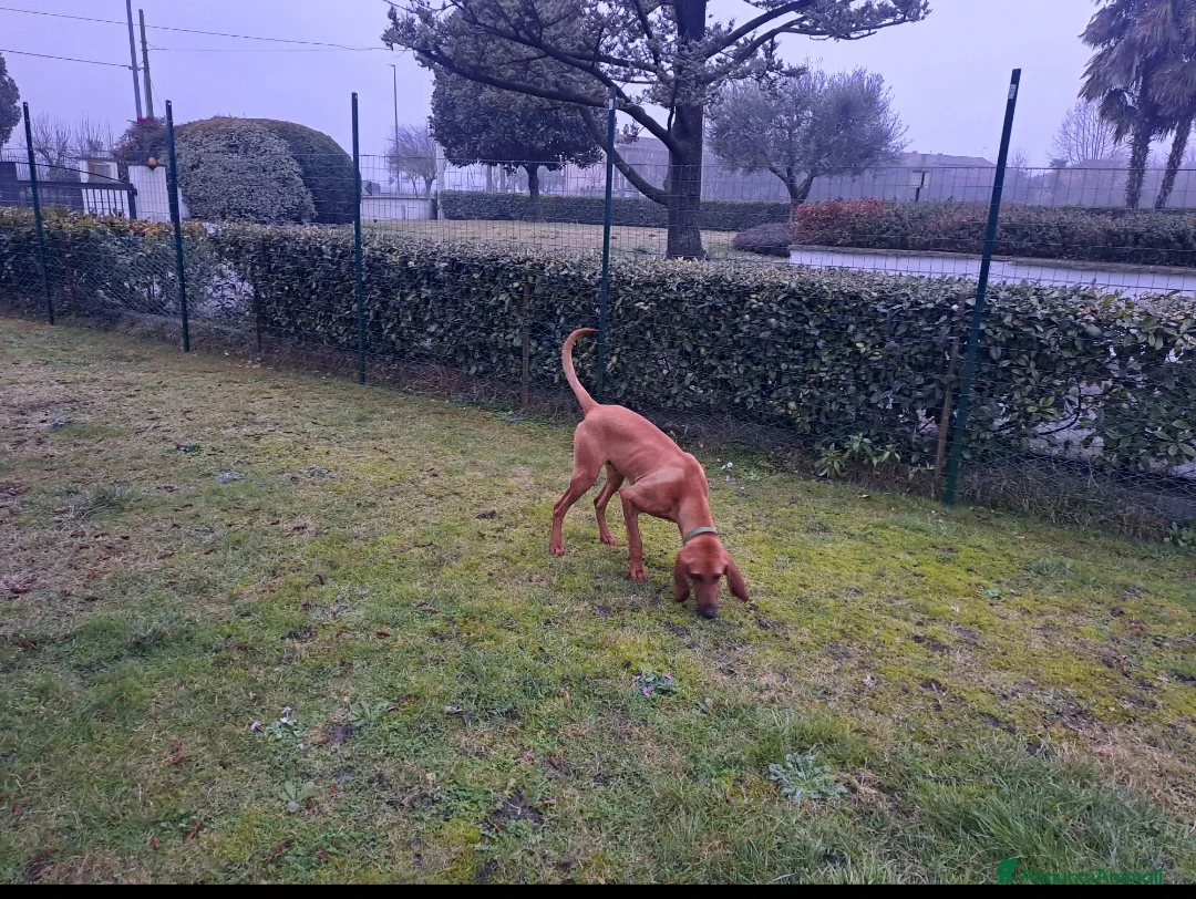 Segugio cani in regalo: Segugio - Annuncio 4