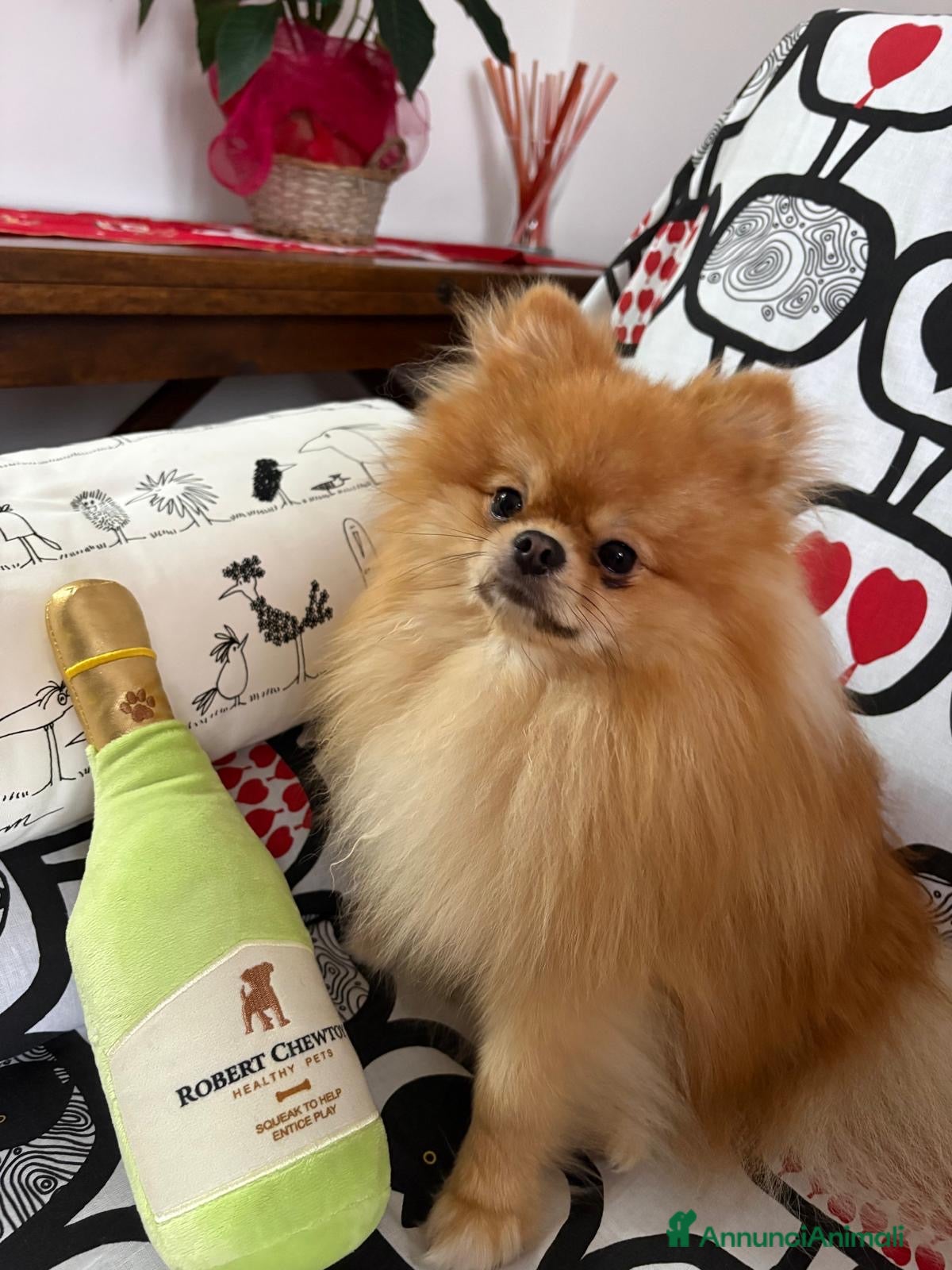 Spitz cani Spitz nano per accoppiamento  - Annuncio 8