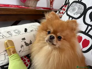 Spitz cani Spitz nano per accoppiamento - Annuncio 28