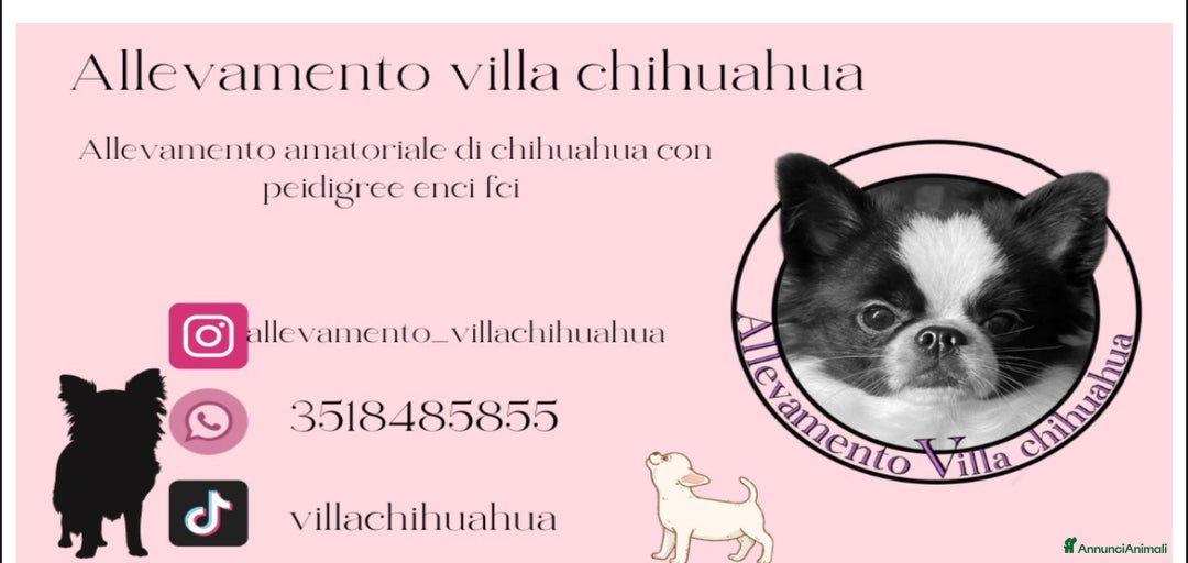 Immagine della galleria {{count}}