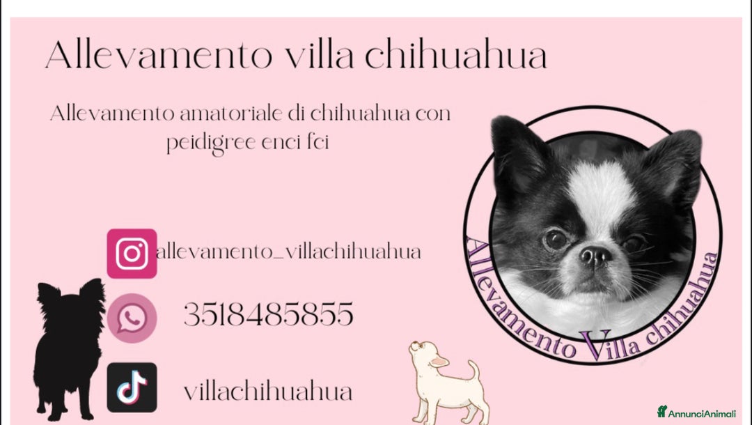 Immagine della galleria {{count}}