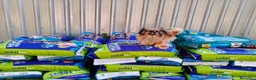 Pechinese cani in regalo: Peggy, un amore di pechinese - Annuncio 6