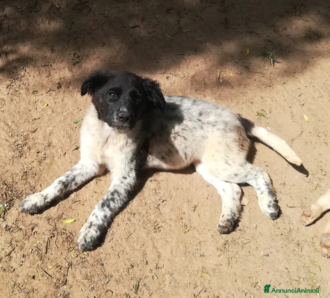 Meticcio cani in regalo: TRILLY MIX SETTERINA/BORDER COLLIE  a Provincia di Varese - Annuncio 4