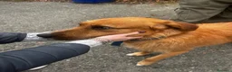 Meticcio cani in regalo: Rick il bello a Provincia di Savona - Annuncio 7