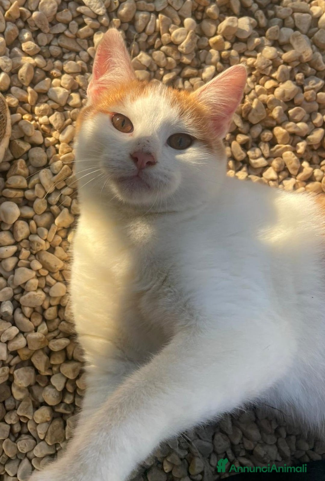 Meticcio gatti in regalo: TENERO GATTINO ROSSO - Annuncio 2