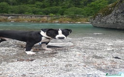 Altre razze cani in regalo: Amtaff cerca casa - Immagine 2