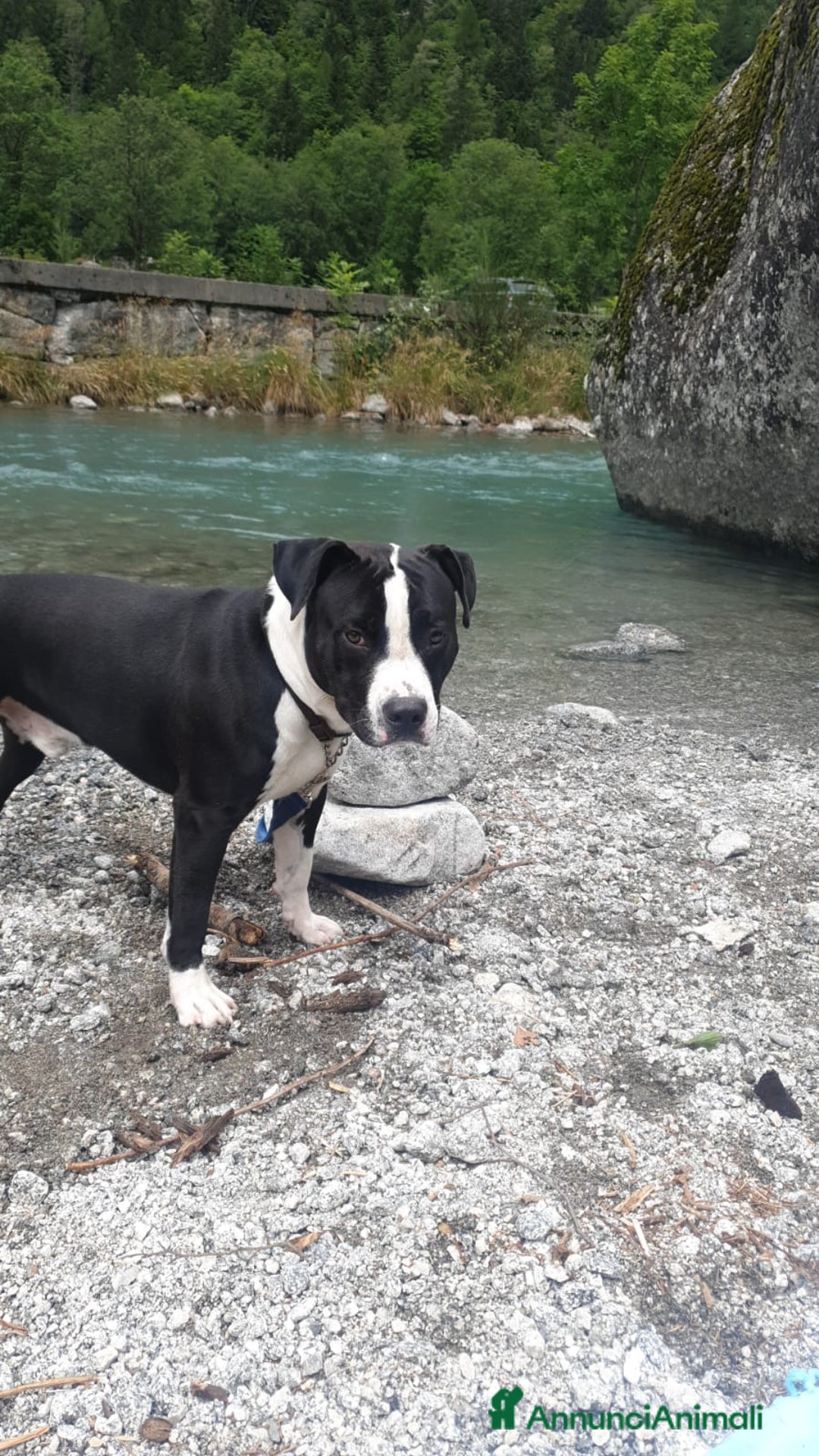 Altre razze cani in regalo: Amtaff cerca casa - Immagine 2