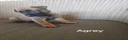 Pastore Belga cani in vendita: Cuccioli di Cane da Pastore Belga Malinois - Annuncio 3