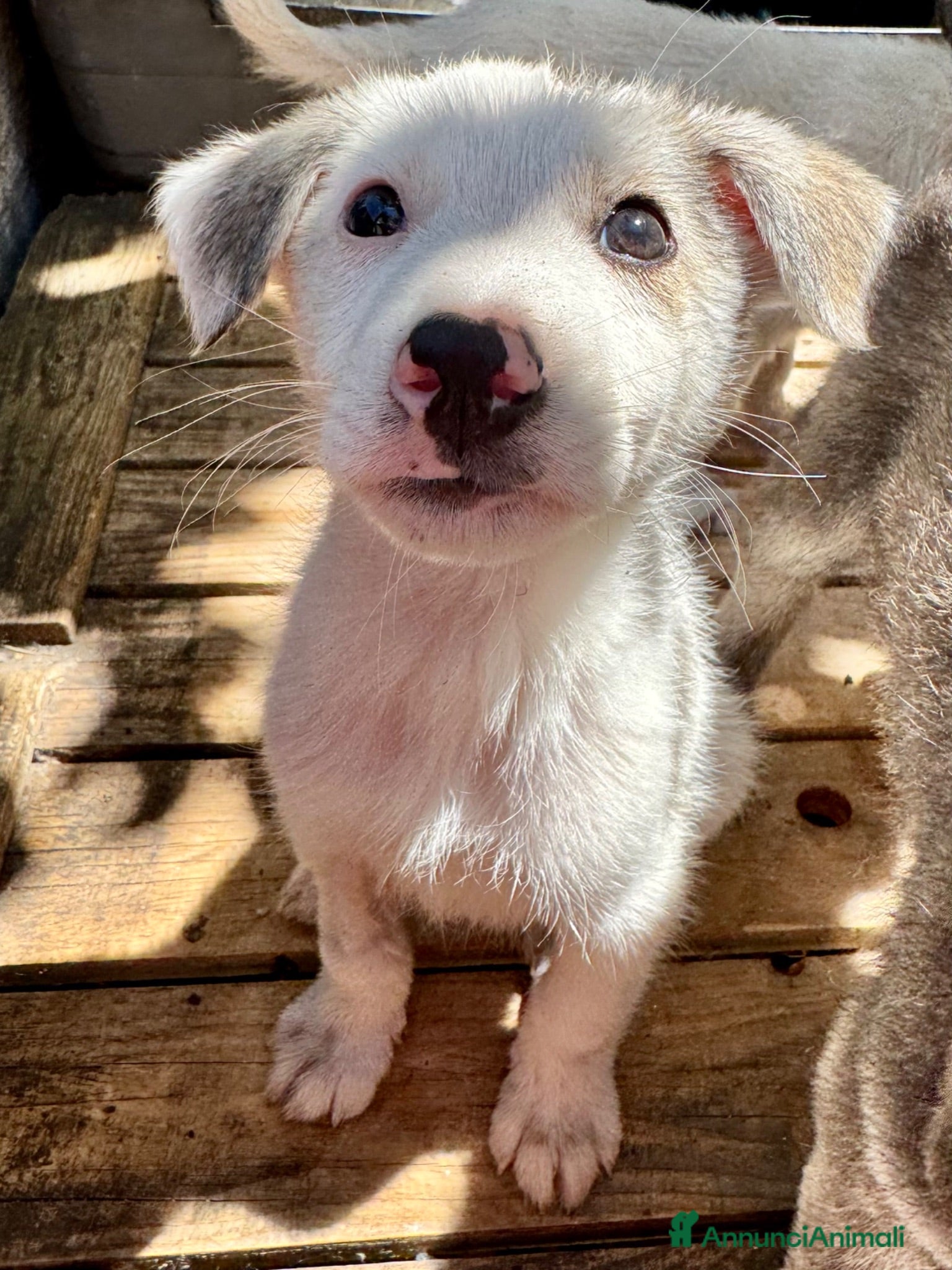 Meticcio cani Grey cucciolo socievole taglia contenuta - Annuncio 25
