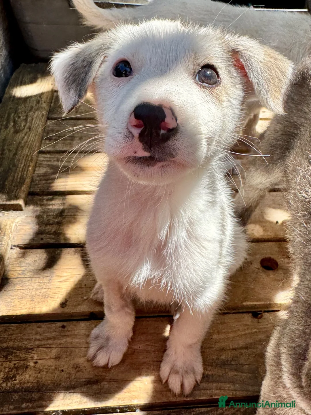 Meticcio cani in regalo: Grey cucciolo socievole taglia contenuta a Città metropolitana di Roma Capitale - Annuncio 1