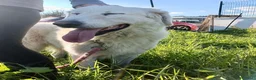 Pastore Maremmano cani in regalo: Tony anima dolcissima rinchiuso dentro un recinto - Annuncio 7
