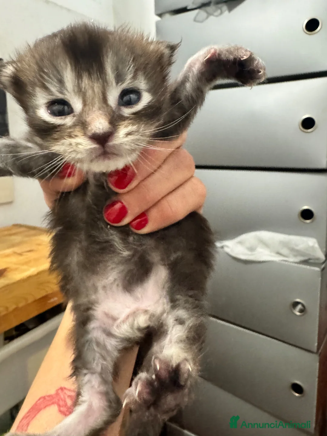 Maine Coon gatti in vendita: CUCCIOLI MAINE COON ALTA GENEALOGIA - Annuncio 2