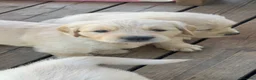 Golden Retriever cani in vendita: Ultimi cuccioli disponibili - Annuncio 9