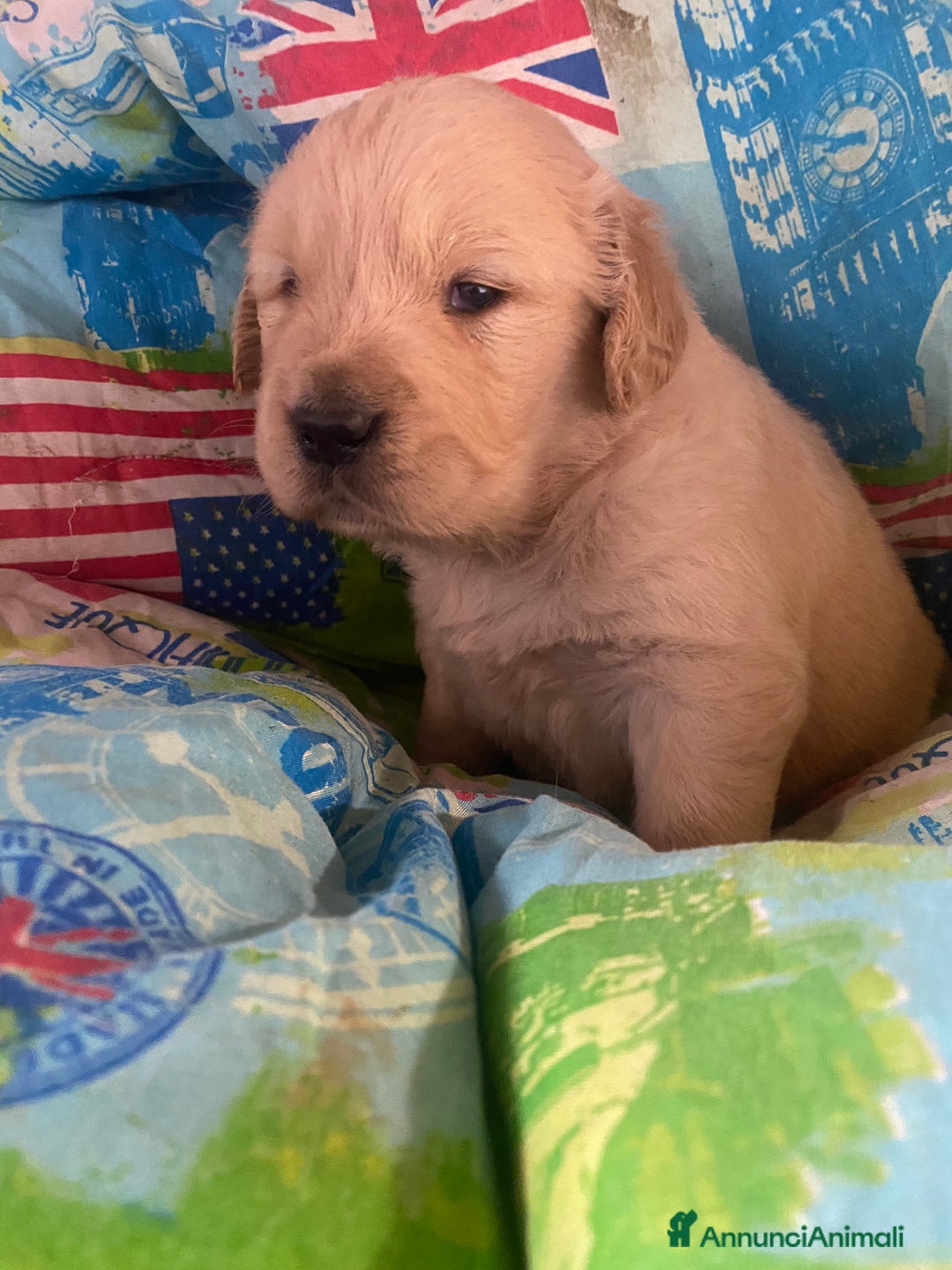 Golden Retriever cani in vendita: Golden retriever angloamericani - Annuncio 4