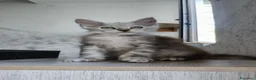 Maine Coon gatti in vendita: Cucciola Maine Coon Silver femmina  - Annuncio 4