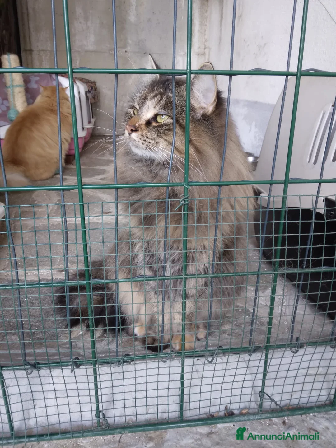 Norvegese gatti in vendita: Gattino di Norvegese (4 mesi) a Città Metropolitana di Torino - Annuncio 5
