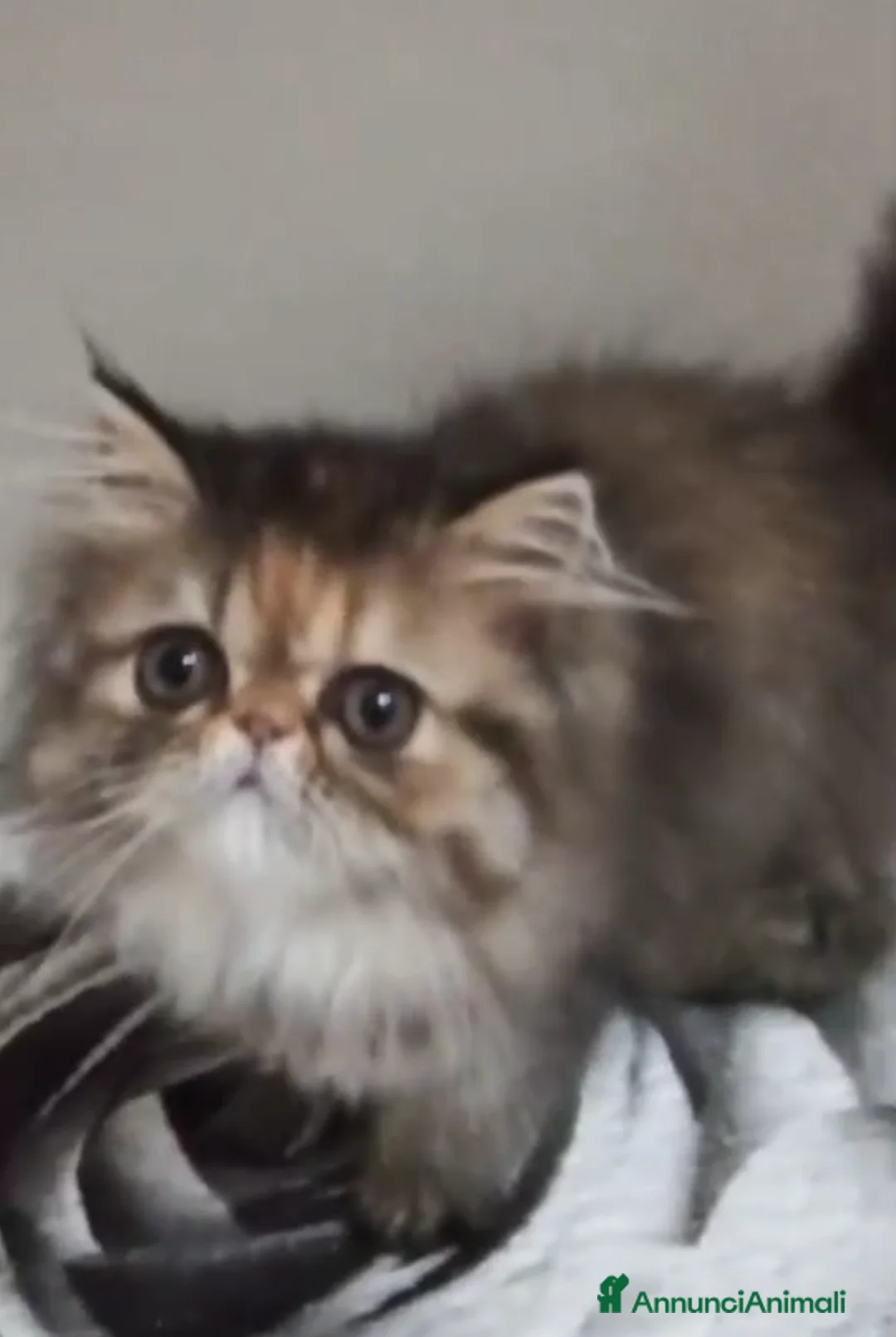 Persiano gatti in vendita: Persiano cucciolo gatto persiana femmina a Città Metropolitana di Napoli - Annuncio 1