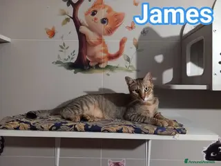 Europeo gatti JAMES dolce micio in adozione! - Annuncio 13