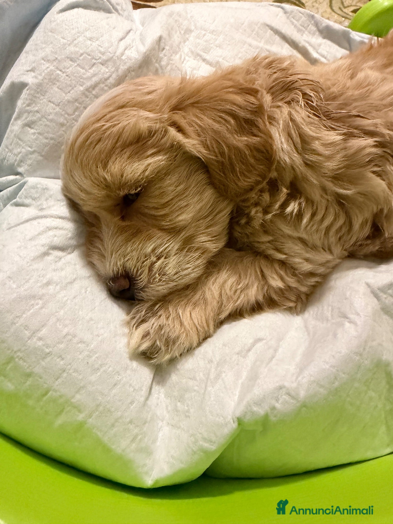 Maltipoo cani Maltipoo toy - Annuncio 1