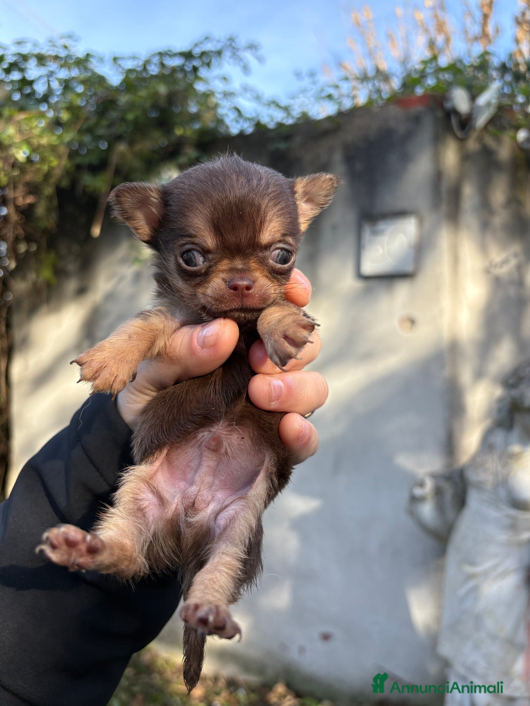 Chihuahua cani in vendita: Chihuahua maschio  - Annuncio 2