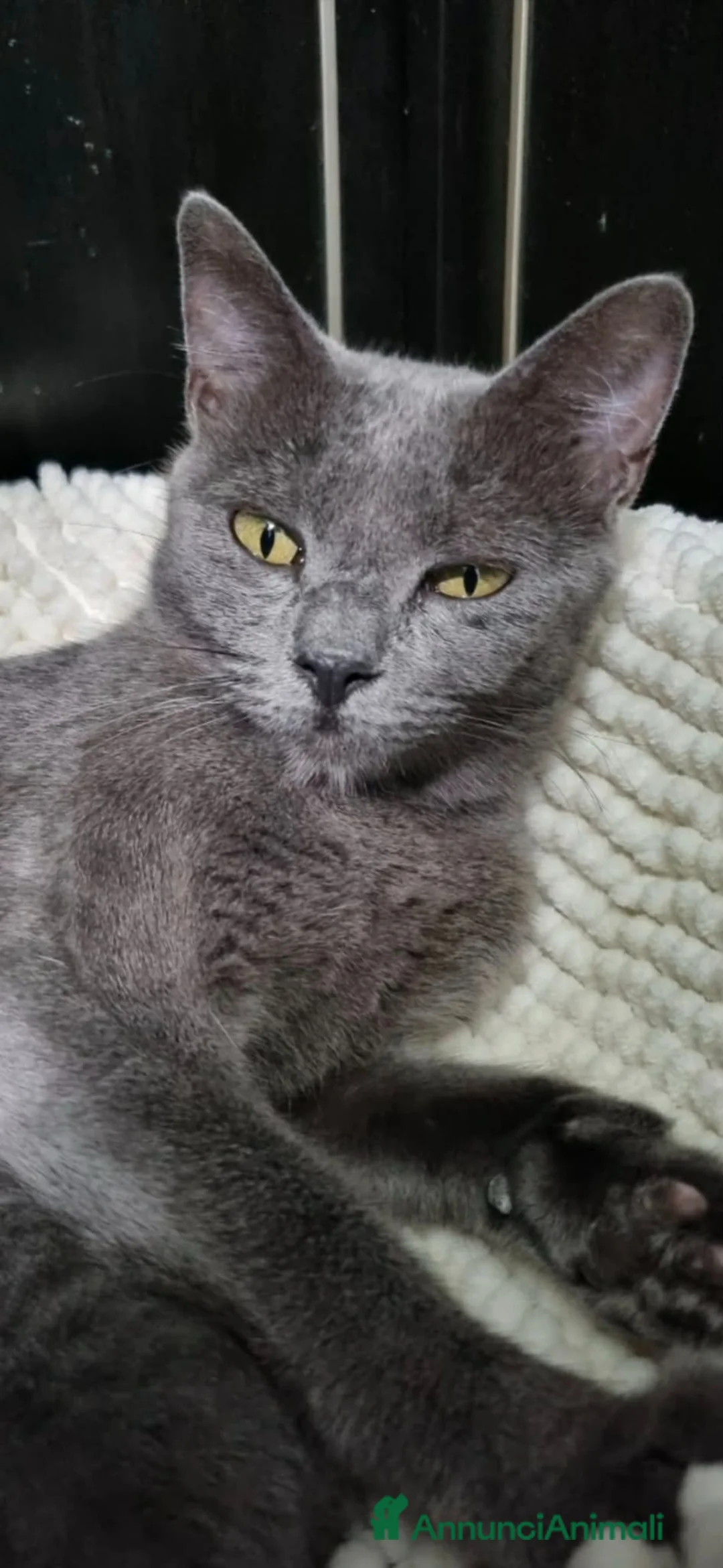 Blu di Russia gatti in vendita: Gattino Blu di Russia 2 mesi a Città Metropolitana di Genova - Annuncio 3
