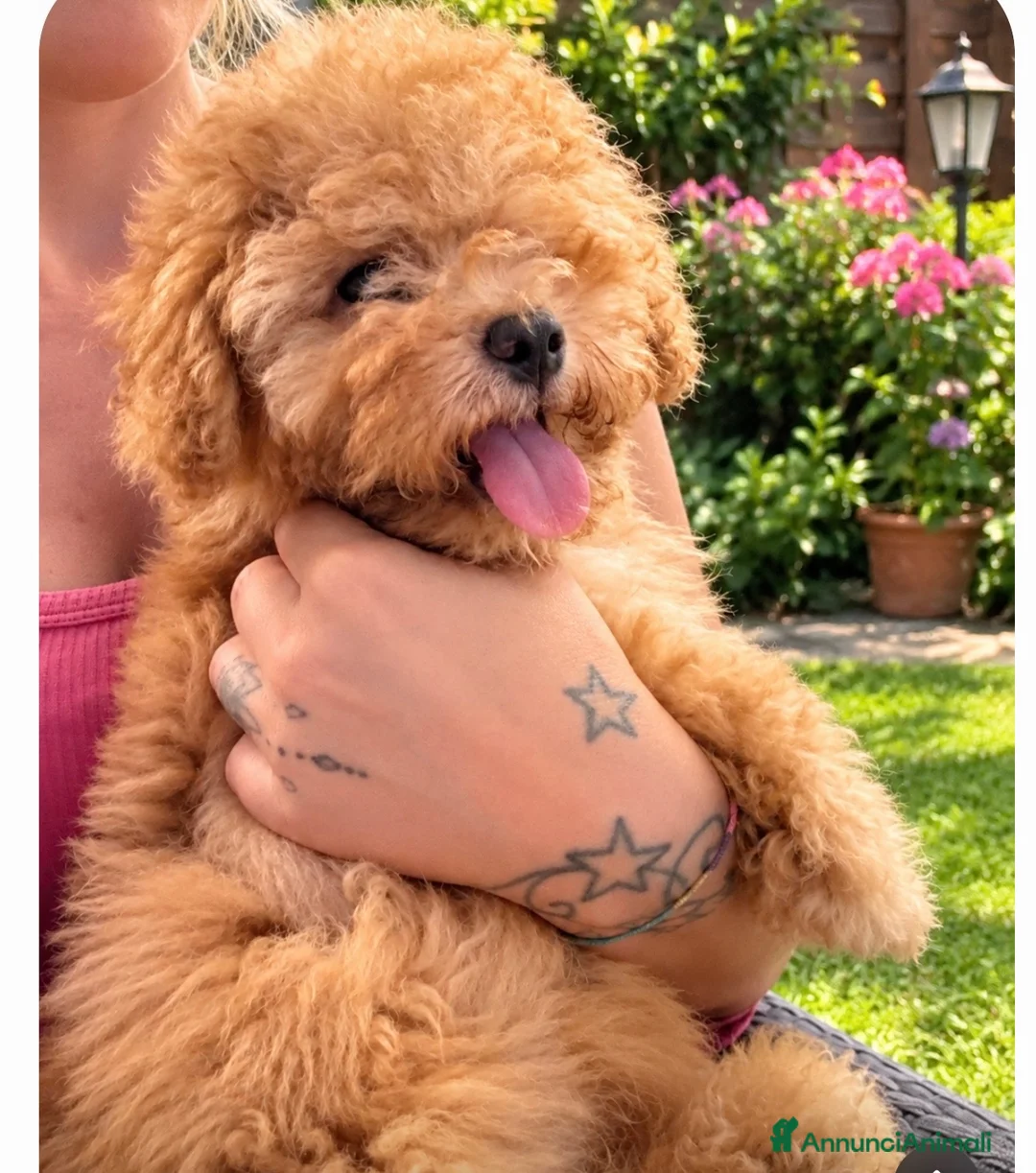 Barboncino cani in vendita: Cucciolo di barboncino  - Annuncio 2