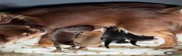 Chihuahua cani in vendita: Cucciolo di Chihuahua maschio - Annuncio 4