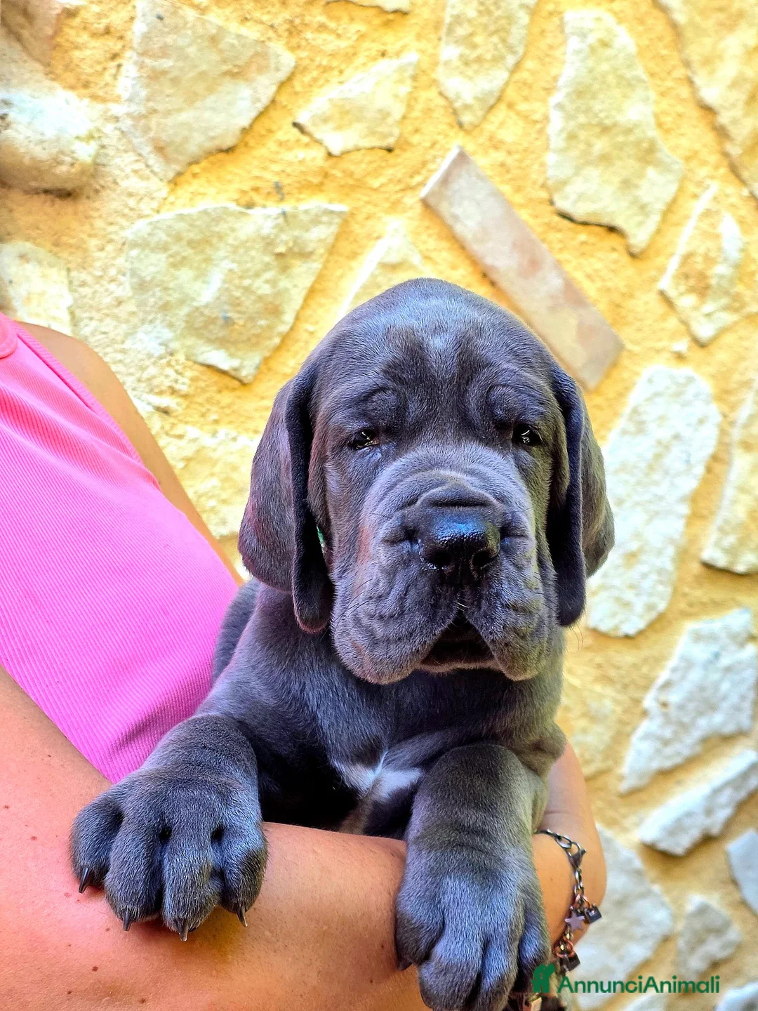 Alano cani in vendita: Alani cuccioli Blu - Annuncio 6