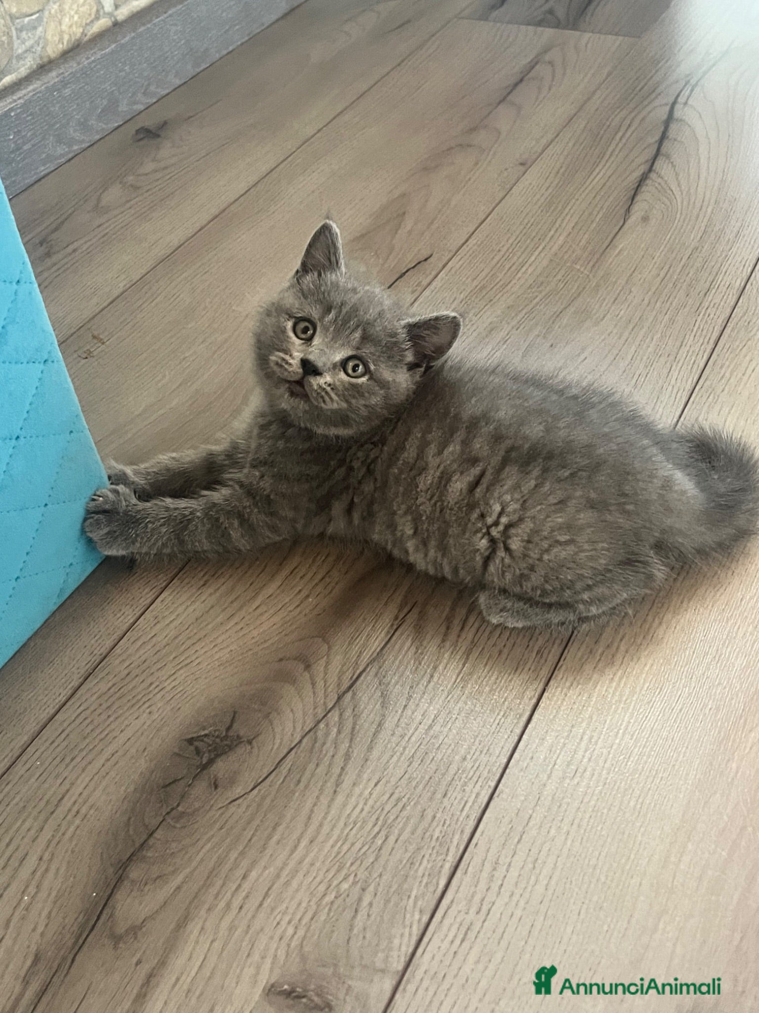Scottish gatti Gattini Scottish - Annuncio 1