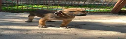 Meticcio cani in regalo: CUCCIOLA MEDIO PICCOLA - Annuncio 8