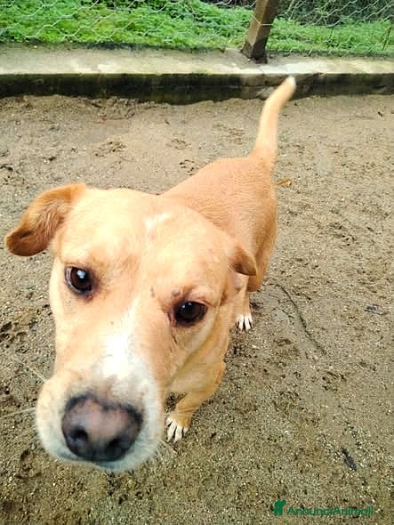 Meticcio cani ADOZ.DEL CUORE:da 12 anni senza nome, solo nr.27 - Annuncio 9