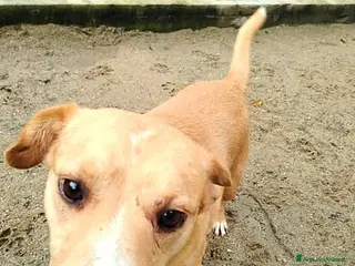 Meticcio cani ADOZ.DEL CUORE:da 12 anni senza nome, solo nr.27 - Annuncio 31