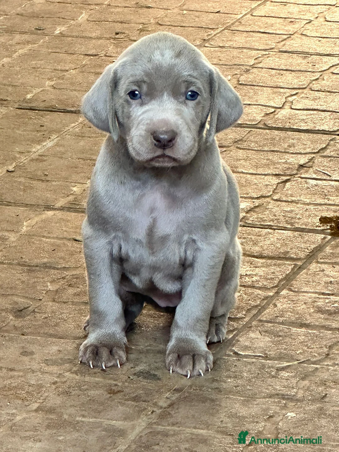 Weimaraner cani in vendita: Cuccioli di weimaraner con pedigree - Annuncio 2