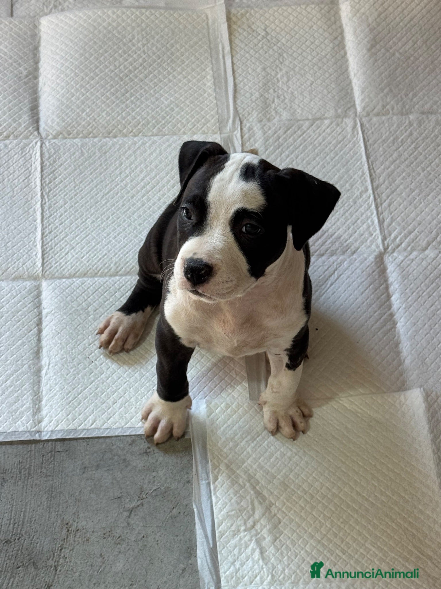 American Staffordshire cani Cuccioli di amstaff  - Annuncio 2