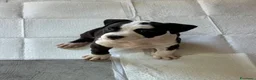 American Staffordshire cani in vendita: Cuccioli di amstaff  - Annuncio 2