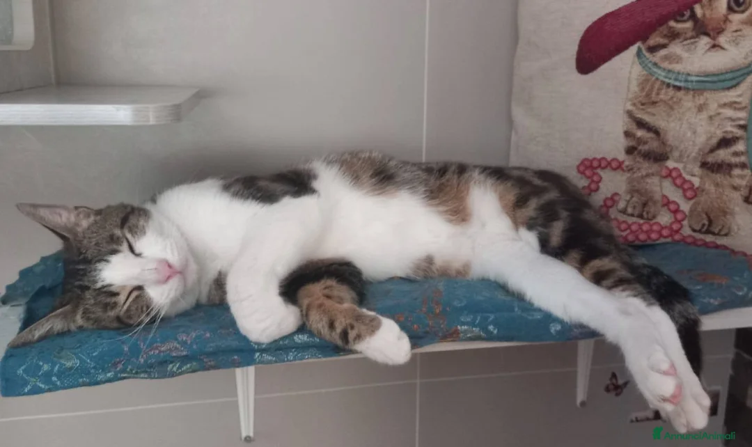 Europeo gatti in regalo: Affettuoso gattino da adottare, MICKY ! - Annuncio 6