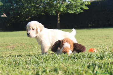 Golden Retriever cani Ultimi cuccioli golden retriever con pedigree - Annuncio 1